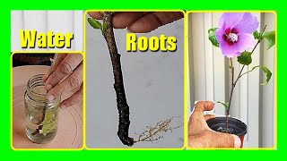 How to Grow Hibiscus In Water  Propagate Hibiscus Cuttings in Water Easily [upl. by Bernj]