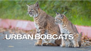 Urban Bobcats in Silicon Valley  Bay Area Bountiful [upl. by Isoais]