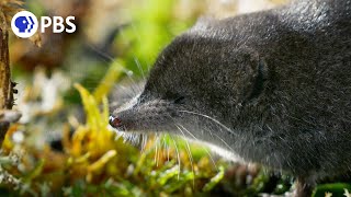 Tiny Water Shrews Are the quotCheetahs of the Wetlandsquot [upl. by Hayes443]