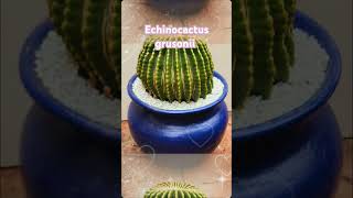 Echinocactus grusonii [upl. by Eelyram]