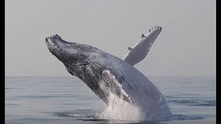 Whale jumping out of the water Compilation 2021 [upl. by Oirramed]