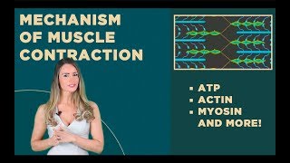 Muscle Contraction ATP Actin Myosin [upl. by Arretahs]