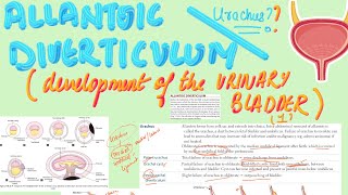 📯Allantoic Diverticulum Urachus  MBBS Embryology  USMLE Step 1 [upl. by Nynnahs922]