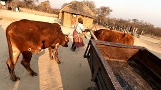 Village Ladies Can do this Village lifestyle in Zimbabwe [upl. by Etteraj]