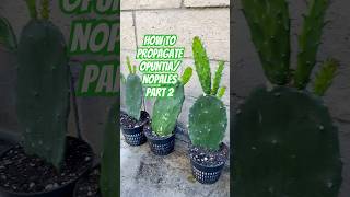 Grow your own OpuntiaNopales Part 2🌵 nopales opuntia pricklypear shorts cacti fruit garden [upl. by Eenattirb]