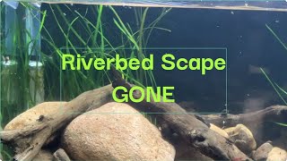 Riverbed Aquascape GONE [upl. by Rehpotsirh]