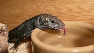 Melanistic Male Eyed Lizard Timon Lacerta lepidus drinking in 4KHD [upl. by Chak]