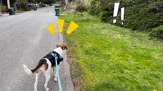 Beagle and Treeing Walker Coonhound mix pointing and chasing a rabbit [upl. by Singband]