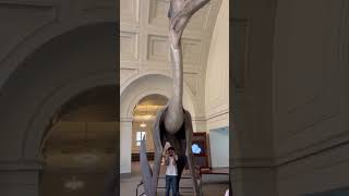 Field Museum Chicago [upl. by Vonny]