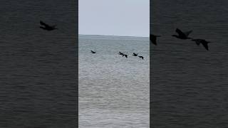 Cormorants flying over the sea shortsfeed birding nature cormorant viral birds shorts short [upl. by Ardnoet]