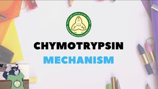 Chymotrypsin Mechanism Explain [upl. by Knuth]