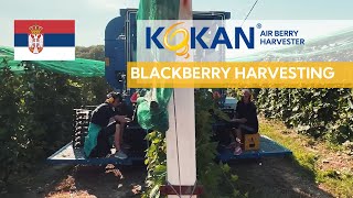 KOKAN Air Berry Harvester  Blackberry Harvesting in Serbia [upl. by Karlotta]