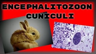 Encephalitozoon cuniculi in rabbits What you need to know about ecuniculi [upl. by Rech]