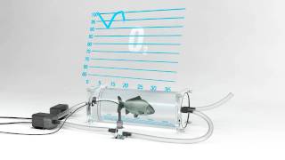 Measure oxygen consumption rate in fish by intermittent respirometry [upl. by Elik]