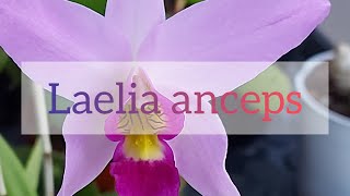 Laelia anceps coltivazione orchidee in casa [upl. by Ekalb]