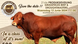 Grassfields beef Droughtmasters Auction [upl. by Gaidano282]