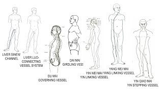 LAMP ACUPUNCTURE CHANNELS 51 LV Sinew amp Luo Du Mai Dai Mai Yin Wei amp Yang Wei Mai Yin Qiao Mai [upl. by Ayek]