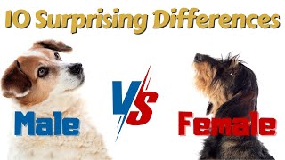 Male Dog vs Female Dog 10 Surprising Differences [upl. by Pare]