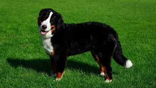 Grooming and Care for Bernese Mountain Dogs [upl. by Fanchie]