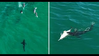 Great White Sharks vs Dolphins Collection of Drone Footage [upl. by Tavy]