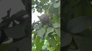 Aegle marmelos fruits medicinalplant trees sdgs [upl. by Grous]