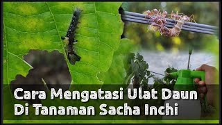 Cara Mengatasi Ulat Daun Di Tanaman Sacha Inchi [upl. by Bates327]