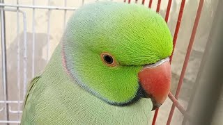 Indian Ringneck Talking Parrot [upl. by Mary697]