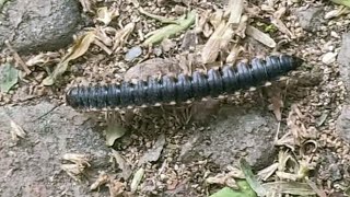 Millipede roaming on the way milipede millipedes millipedetoy nature biohazard keeda kenno [upl. by Tanny447]