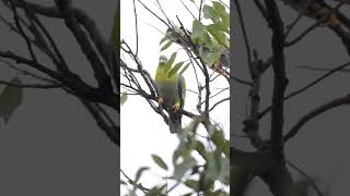 Yellow Footed Green Pigeon yellowfootedgreenpigeon birds birdvideos morningvibes 4k [upl. by Magill]