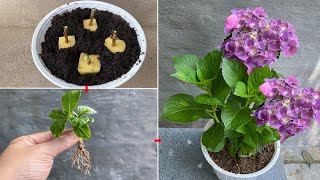 Hydrangeas propagated this way will produce seedlings at a super fast speed [upl. by Ennovihc336]