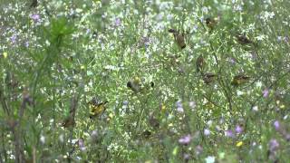 Bando de Pintassilgos comendo sementes de nabo forrageiro  Hooded Siskin  Sporagra magellanica [upl. by Autum]