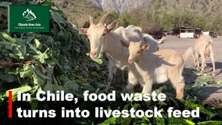 In Chile Food Waste Transforms into Livestock feed [upl. by Aphrodite]