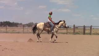 Two Dotty Eyed Jo  2014 AQHA Buckskin Gelding by Two Eyed Red Buck [upl. by Boice862]