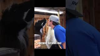 Alpacas Friendly But Watch Out for Their Spit 🦙😲 facts animals shortsfeed shorts [upl. by Ayhtak]