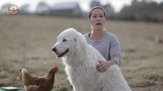 Livestock Guardian Dogs 101 [upl. by Haney]