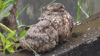 Savanna Nightjar mummy with juvenile in the drizzle [upl. by Hollenbeck]