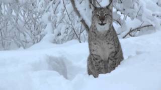 What does the lynx say [upl. by Noemad]