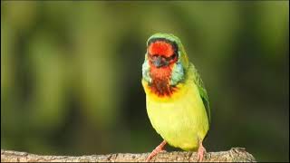 Calling of White Cheeked Barbet [upl. by Nehte838]