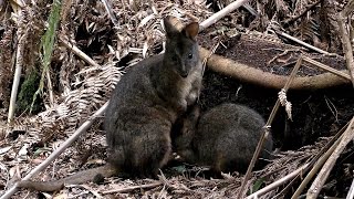 Tasmanian Pademelons Wallabies at Fern Glade [upl. by Esbenshade]