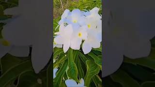 saundarya 💮🌺😘shortvideo viralvideo [upl. by Meela]