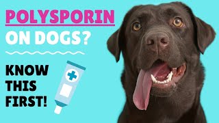 Polysporin on DOGS Healing Minor Cuts on Your Doggo [upl. by Sathrum117]