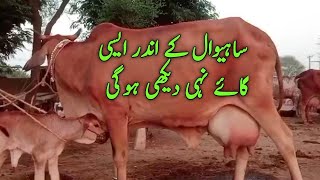 Poure Sahiwal Cows for sale Asia’s Biggest Sahiwal Cattle Farm ll Govt Sahiwal Cowsl cow farming [upl. by Noived]