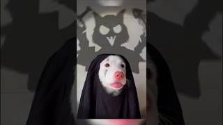 Ce gentil chien veut avoir lair effrayant à Halloween  😱 shorts [upl. by Ralfston]