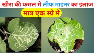 खीरा की फसल मे leaf miner का इलाज मात्र एक स्प्रे मेcucumber farming  खीरा की खेती कब और केसै करे [upl. by Artemisia]