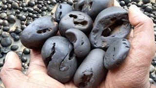 Shaligram  special and multi chakra shaligram shila [upl. by Felty869]