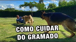 QUAL O MELHOR TIPO DE GRAMA COMO CUIDAR E RECUPERAR SEU GRAMADO [upl. by Keely]