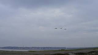 Wildfowling Duck Shooting A Tide Flight [upl. by Jahdai]