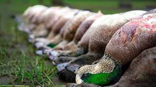 WIGEON ARE BACK 9 Quick Limits in Epic PNW Duck Hunt [upl. by Gans]