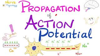 Propagation of the Action Potential  Nerve Excitability  Nerve Physiology Series [upl. by Wadleigh]