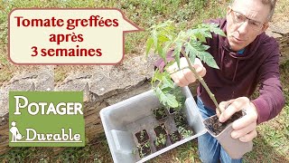 Tomates greffées après 3 semaines [upl. by Halsted]